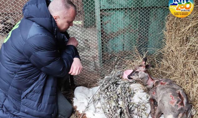 До Київського зоопарку привезли косулю, постраждалу у зоні бойових дій з москалями