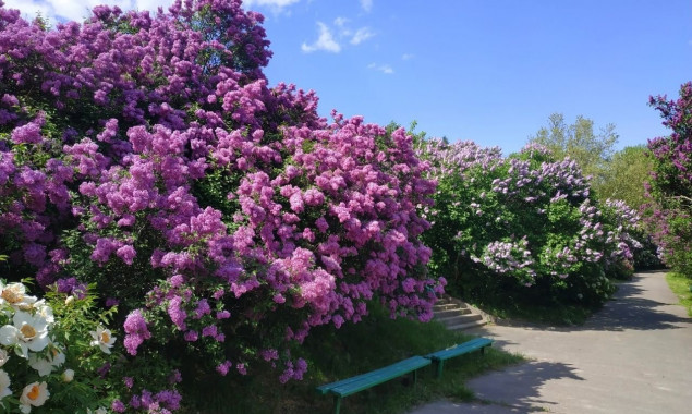У Київському ботанічному саду пік цвітіння бузку