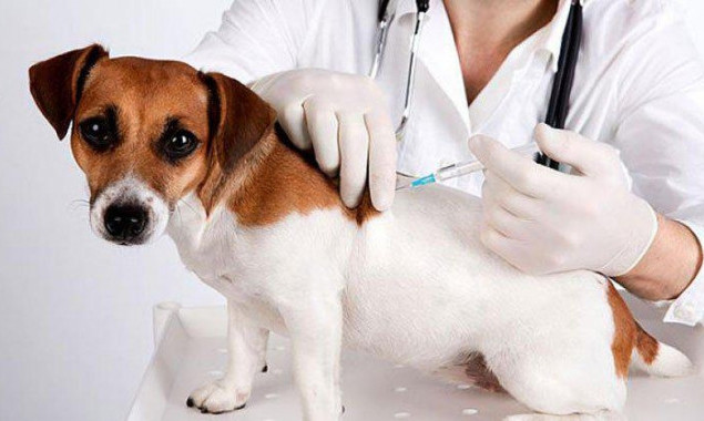 Завтра, 1 червня, у Ржищеві на Київщині будуть безкоштовно вакцинувати домашніх тварин від сказу