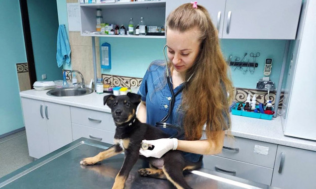 На Київщині пройде безкоштовна стерилізація безпритульних тварин