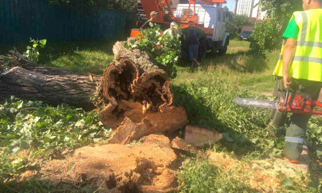 Столичні комунальники видаляють аварійні дерева по вулиці Вірменській