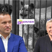 У Київраді зацікавилися масовою загибеллю тварин в бородянському притулку