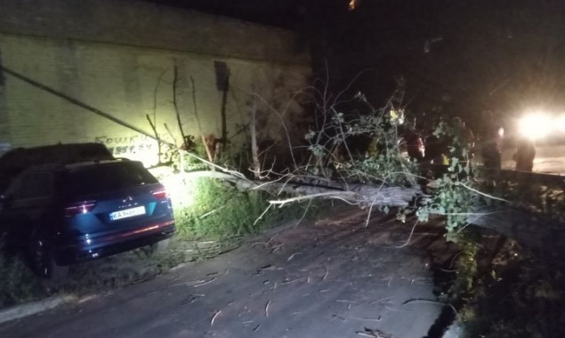 На Оболоні в Києві при падінні дерево травмувало дитину