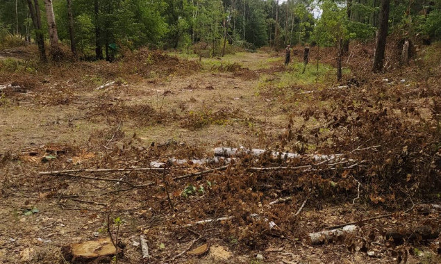 Нарубав лісу на на понад 1,5 мільйона: на Київщині судитимуть жителя Вишгорода