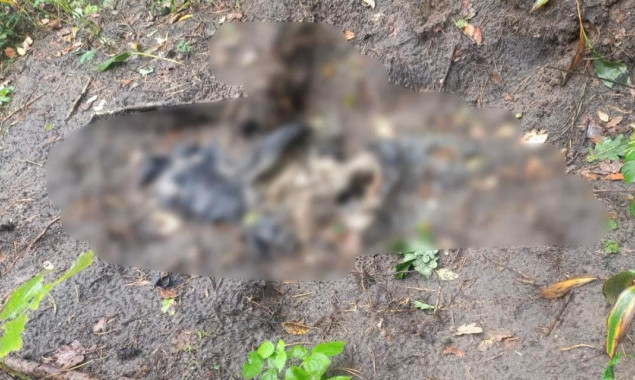 Біля Ворзелю на Київщині знайшли останки ще двох жертв російських окупантів