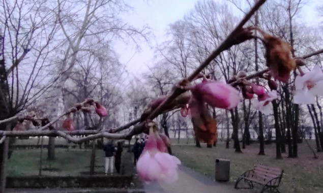 У столичному парку “Наталка” розквітли сакури