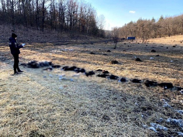 На Білоцерківщині власник отари виявив в полі 25 мертвих овець