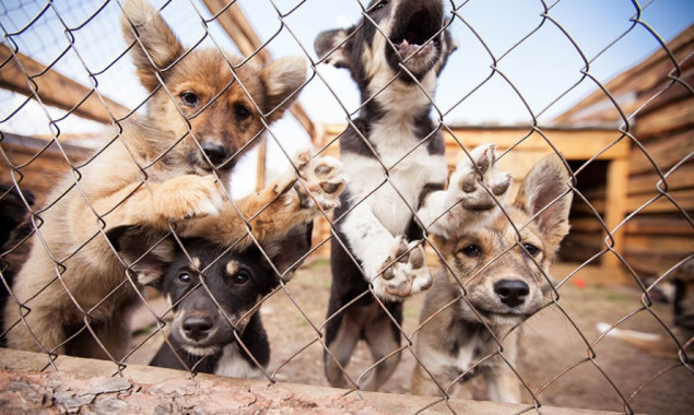 Київрада готується затвердити механізм фінансової підтримки волонтерських притулків для тварин