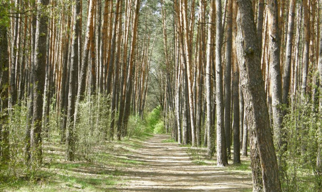 На Київщині суд повернув державі ділянку землі Біличанського лісу вартістю понад 6 млн гривень