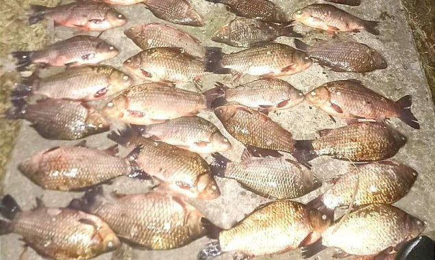 На Канівському водосховищі браконьєр наловив риби майже на сто тисяч
