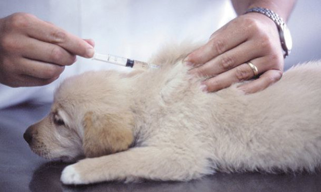 У Медвині протягом двох днів проводитимуть вакцинацію тварин від сказу (локації)