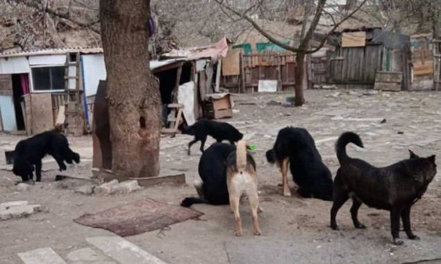 У Києві планують закрити притулок для собак, який функціонує більше 15 років