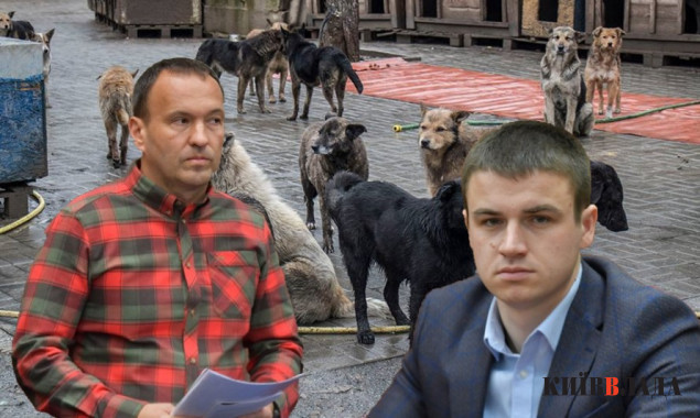 Без грошей та без порядку: Київрада залишила безпритульних котів та собак голодними