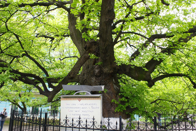 Вікові дерева Києва планується оголосити ботанічними пам’ятками природи місцевого значення