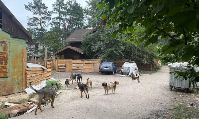 На Обухівщині власників притулку для собак звинуватили у жорстокому поводженні з тваринами (фото)