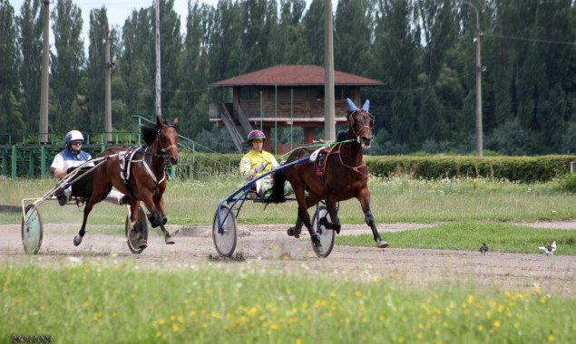 На Київському іподромі у неділю пройдуть випробування для 42 коней рисистих порід