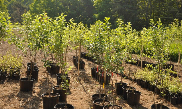 Оболонський зеленбуд хоче витратити 5,8 млн гривень на саджанці дерев і кущів