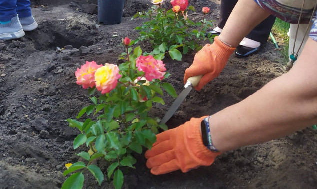 У Києві в парку Наталка розквітнуть 120 кущів троянд на честь Бахмута (фото)
