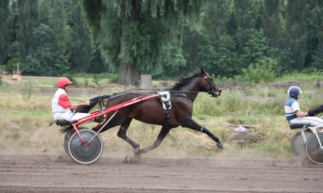 На Київському іподромі сьогодні пройдуть змагання 33 коней рисистих порід