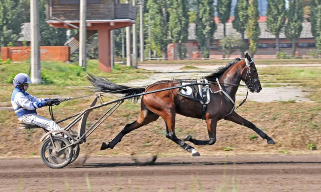 У неділю, 1 жовтня, на Київському іподромі проводяться випробування коней рисистих порід