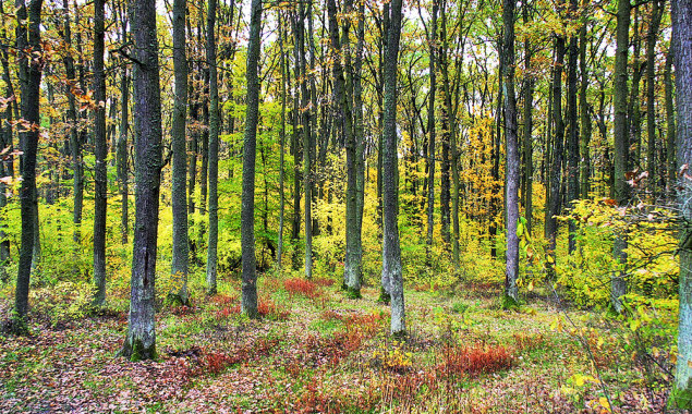 Київрада створила ландшафтний заказник “Броварський ліс” у Деснянському районі