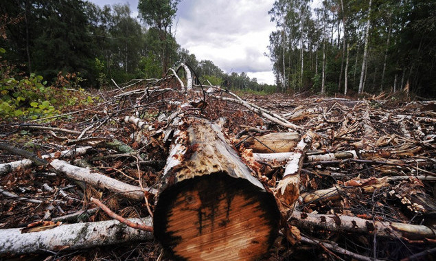 Під Баришівкою мають намір вкласти 2,9 млн гривень в рубку аварійних дерев
