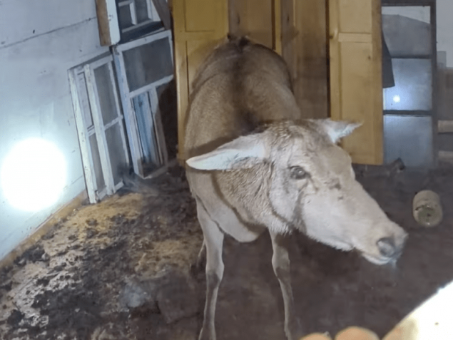 На Київщині врятували самку благородного оленя від нападу собак (відео)