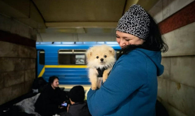 Транспортна комісія Київради підтримала петицію про перевезення собак в метро