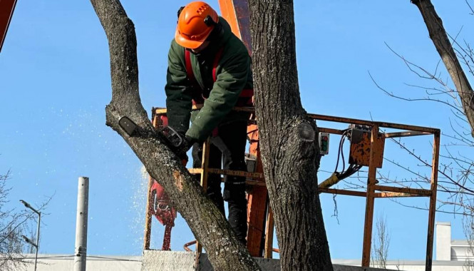 У столиці проводитимуть санітарну обрізку та видалення сухостійних і аварійних дерев (адреси)