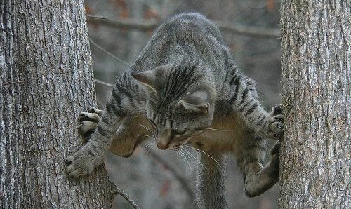 cat_on_tree_20