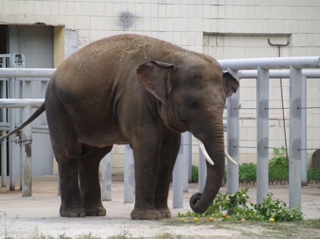 Зоопарк приглашает влюбленных отпраздновать день Св.Валентина вместе со слоном