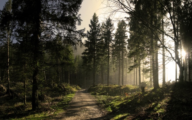 Скандальный Беличанский лес стал национальным парком