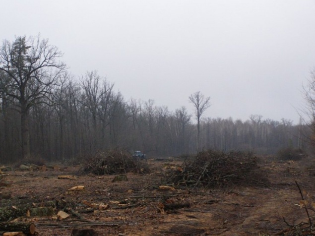 Крупнейший лиственный лес Киевской области под угрозой вырубки