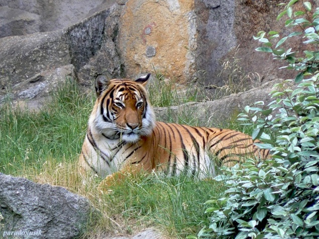 Пьяный киевлянин собрался писать заявление на тигра, который поцарапал его в зоопарке