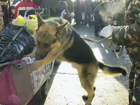 Собаки-саперы обойдутся Киеву в 2,5 млн грн