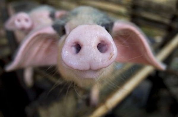 В Киевской области стало больше свиней