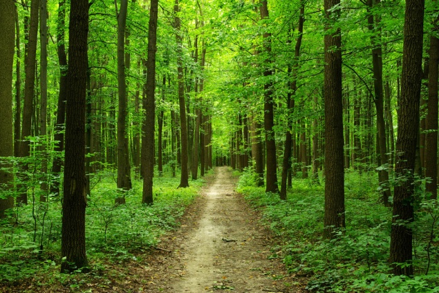 Владельцев леса в Обуховском районе могут оставить без участков