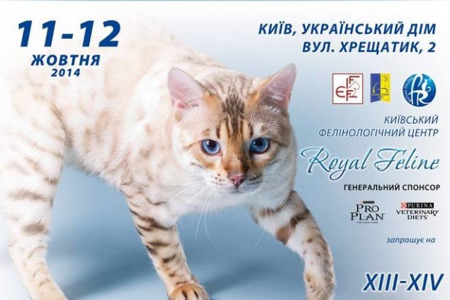 На выходных в Киеве пройдет акция “Купи кота - помоги АТО”