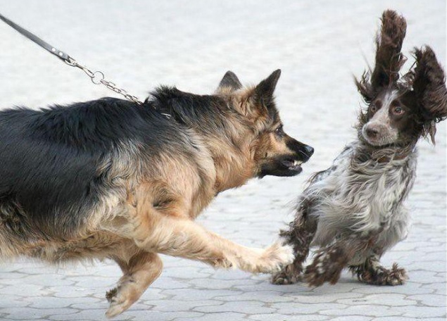В Киеве проведут тестирование городских собак на уровень управляемости