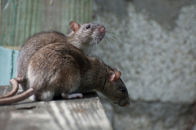 Киев атакуют крысы