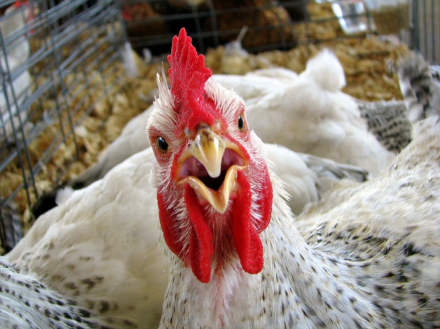 Британцы хотят выращивать курятину в Киевской области и вывозить её в страны Персидского залива