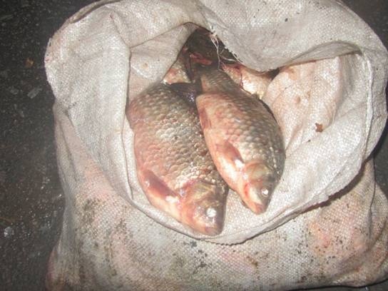 Киевлянин пытался вывезти из зоны отчуждения 21 мешок рыбы
