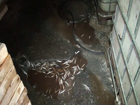 В Киеве обнаружили рыбный цех с продукцией сомнительного качества (+ фото, видео)