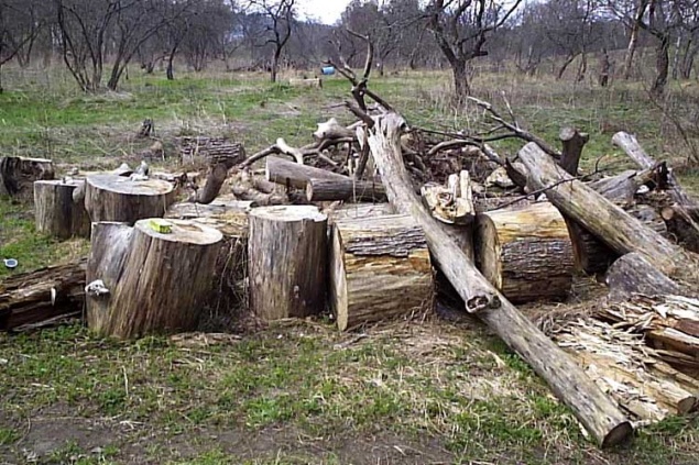 Депутат Киевсовета просит столичные власти нумеровать деревья