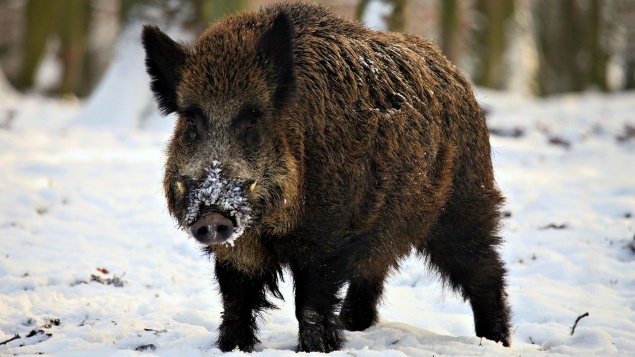 На Киевщине диагностировали классическую чуму свиней