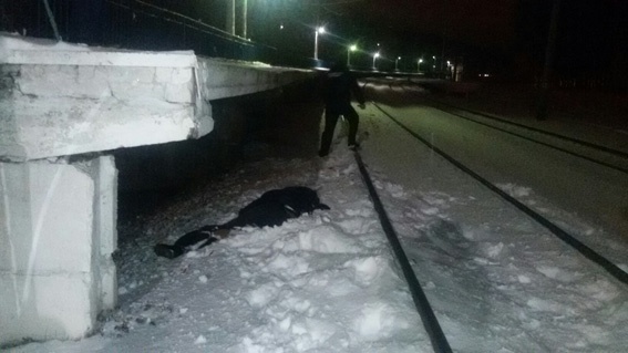 В Киевской области произошло два трагических случая на железной дороге