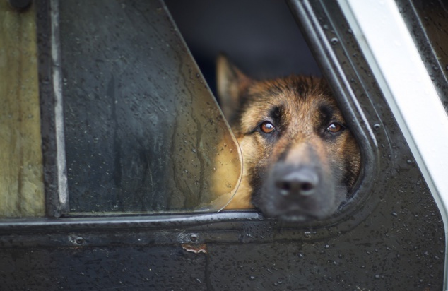 Собаки помогли киевской милиции раскрыть более трехсот преступлений