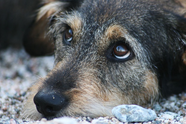 Столичные власти уверяют, что на Борщаговке отравили не три десятка собак, а “всего” лишь 7