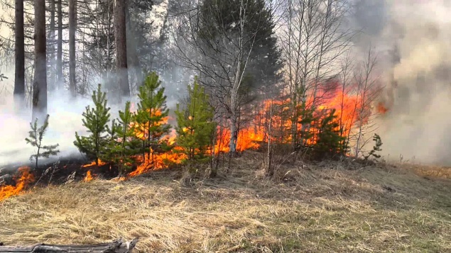 Киевские спасатели целую ночь тушили пожар в лесничестве