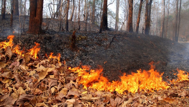 В Киевской области произошел масштабный лесной пожар